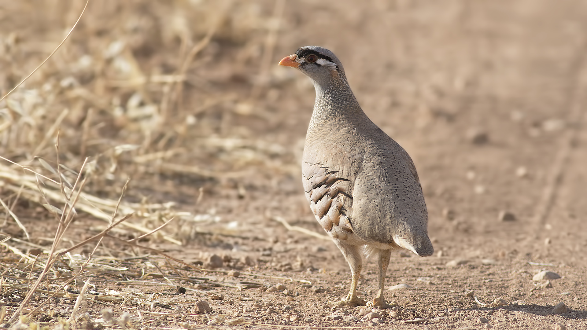 See-see Partridge